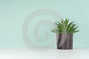 Spring home decor with potted plant in trendy green mint menthe interior - pulpy bright green aloe in ribber black pot on white.