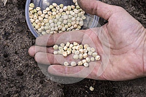 Spring in the home garden. Sowing peas, seeds on the man`s hand