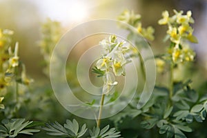 Spring honey plant. Sunny meadow