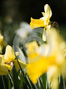 Spring hope. Flowering narcissus plants. Daffodil flowers on sunny day. Blossoming flowers on spring field. Yellow