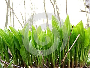 Spring Hostas