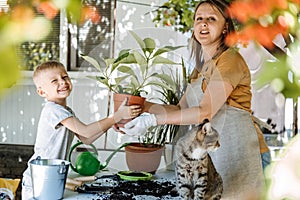 Spring Houseplant Care, repotting houseplants. Happy family, Mom and kid boy planting Houseplants In Pots, drainage