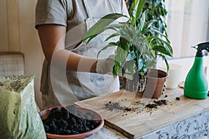 Spring Houseplant Care, repotting houseplants. Waking Up Indoor Plants for Spring. Woman is transplanting plant into new