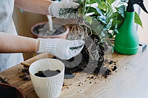 Spring Houseplant Care, repotting houseplants. Waking Up Indoor Plants for Spring. Woman is transplanting plant into new