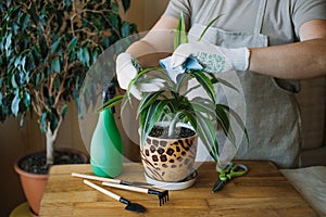 Spring Houseplant Care, Waking Up Indoor Plants for Spring. Female hands spray and washes the leaves of Dracaena