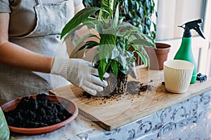 Spring Houseplant Care, Waking Up Indoor Plants for Spring. Woman is transplanting plant into new pot at home. Gardener