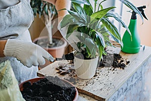 Spring Houseplant Care, Waking Up Indoor Plants for Spring. Woman is transplanting plant into new pot at home. Gardener