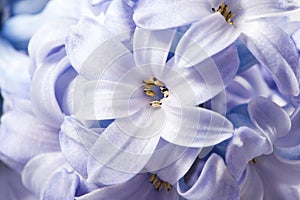 Spring hyacinth flower macro