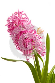 Spring hyacinth flower on white background