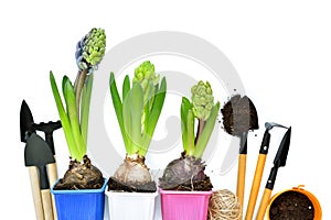 Spring hyacinth flowers and gardening tools on white background. Gardening concept. Top view