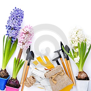 Spring hyacinth flowers and gardening tools on white background. Gardening concept. Top view