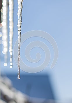 Spring icicle melts in sunlight