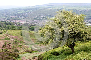 Spring On Ilkley moor