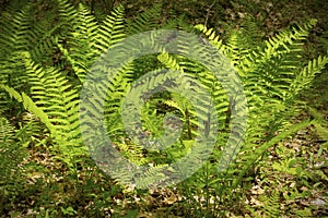 Spring image of interrupted fern, Osmunda claytoniana, in Shenip