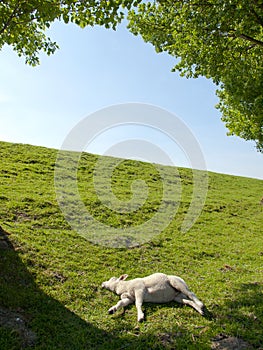 Spring image of a resting young lamb