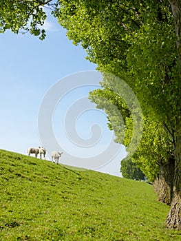 Spring image of young lamb