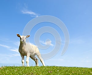 Spring image of a young lamb