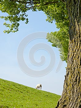 Spring image of a young lamb