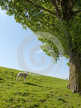 Spring image of a young lamb