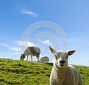 Spring image of a young lamb with the mother sheep