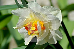 Spring of immaculate daffodils