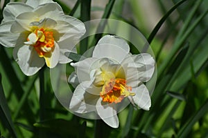 Spring of immaculate daffodils, 2