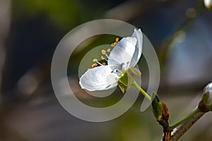 Spring impressions with a fruit blossom in front of the vibrant colors of a garden.