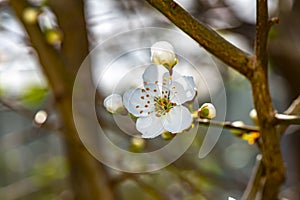 Spring impressions with a fruit blossom in front of the vibrant colors of a garden.