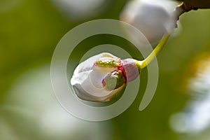 Spring impressions with a fruit blossom in front of the vibrant colors of a garden.