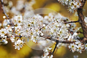 Spring impressions with a fruit blossom in front of the vibrant colors of a garden