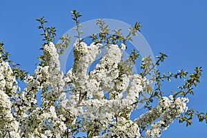 Spring impressions with fruit blossoms in the sunshine