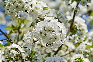 Spring impressions with fruit blossoms in the sunshine