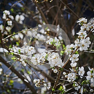 Spring impressions with fruit blossoms in the sunshine