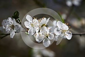 Spring impressions with fruit blossoms in the sunshine