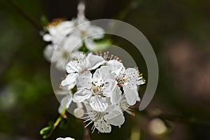 Spring impressions with fruit blossoms in the sunshine