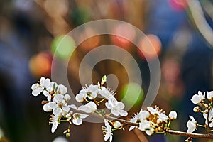 Spring impressions with fruit blossoms in the sunshine