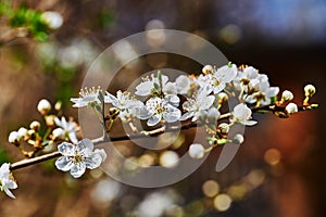 Spring impressions with fruit blossoms in the sunshine