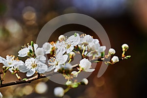 Spring impressions with fruit blossoms in the sunshine