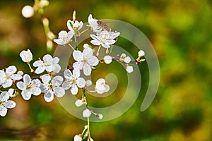 Spring impressions with fruit blossoms in the sunshine