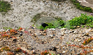 Spring Impressions from the Lands End in Golden Gate Recreation Area in San Francisco