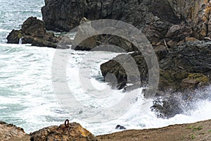 Spring Impressions from the Lands End in Golden Gate Recreation Area in San Francisco