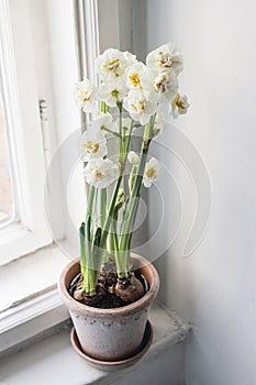 Spring indoor still life. White blooming daffodil in flower pot on old window sill. Easter floral home decoration