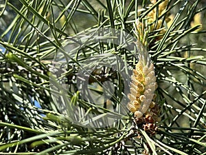 Spring inflorescence on a coniferous tree. Pine blossoms spreading green pollen. Young sprouts on a pine tree in spring