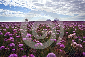 Spring of inner mongolia photo