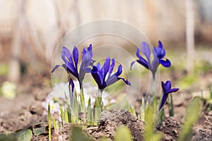 Spring Iris reticulata, Early Small blue flowers bloom in the garden. Background