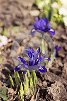 Spring Iris reticulata, Early spring blue flowers with bee, Irises blooming in the garden. Background