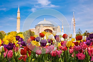 Spring in Istanbul. Tulips and Hagia Sophia or Ayasofya Mosque.
