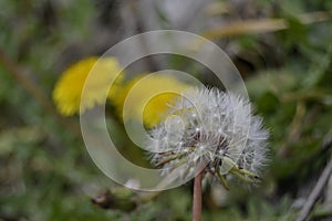 Spring at its greatest moment of flowering