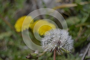 Spring at its greatest moment of flowering