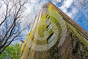 Spring ivy leaves on the wall of a brick house